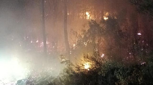 Muğla&#039;da orman yangını