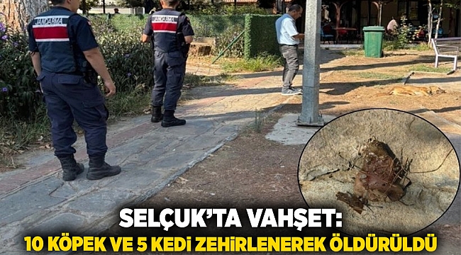 Selçuk’ta vahşet: 10 köpek ve 5 kedi zehirlenerek öldürüldü