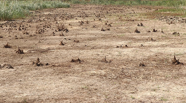 Tekirdağ&#039;da Yazır Göleti kurudu