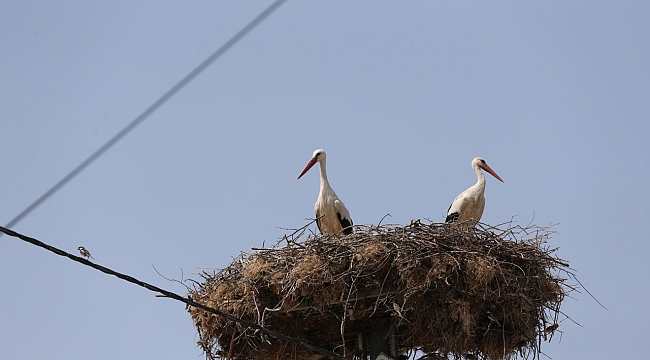 Yaren leyleğin yavruları göç yolculuğuna başladı