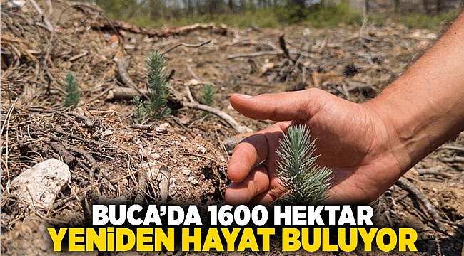 Buca&#039;da 1600 Hektar Yeniden Hayat Buluyor