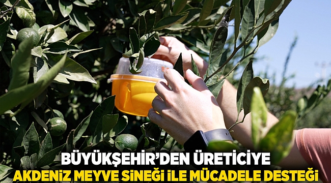 Büyükşehir’den üreticiye Akdeniz meyve sineği ile mücadele desteği