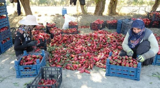 Erzincan’da 100 tonluk üretim hedefi gerçek oldu!