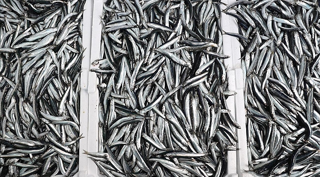 Hamside uygulanan kota verimi artırdı