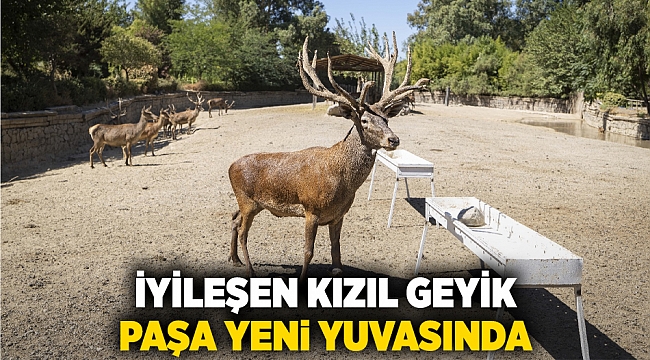 İyileşen kızıl geyik Paşa yeni yuvasında
