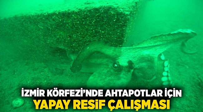 İzmir Körfezi’nde Ahtapotlar İçin Yapay Resif Çalışması