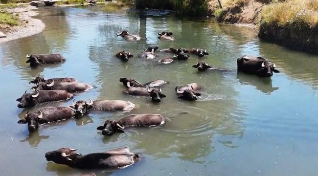 Manda sayısı son 5 yılda yüzde 16 azaldı