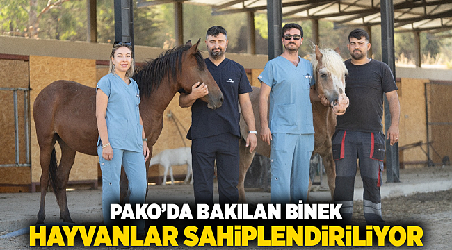 Pako’da bakılan binek hayvanlar sahiplendiriliyor