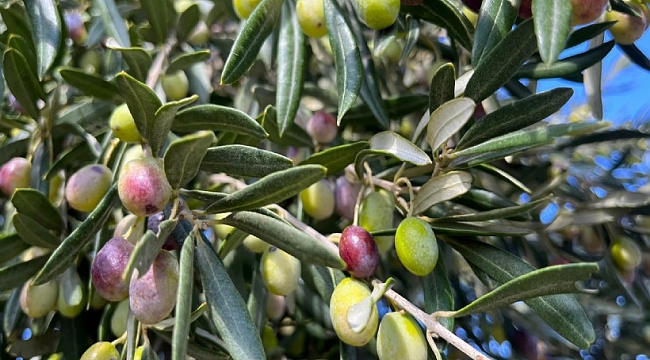 Aliağa, 4. Zeytin Hasat Şenliği’nde Buluşuyor