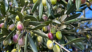 Aliağa, 4. Zeytin Hasat Şenliği’nde Buluşuyor