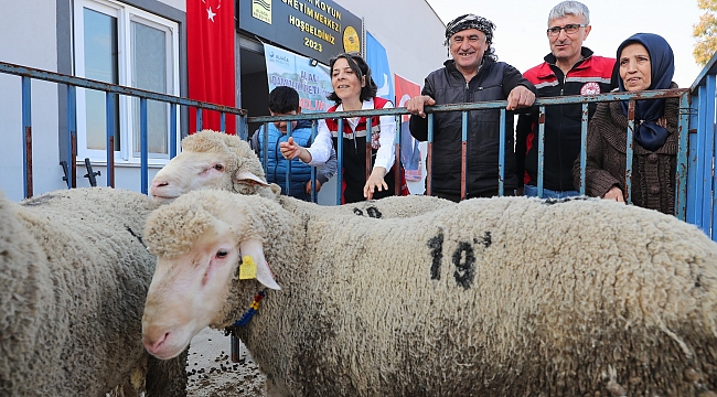 Aliağa Belediyesi’nden Üreticiye Yeni Destek: Damızlık Koyun Dağıtımında İkinci Etap Başlıyor