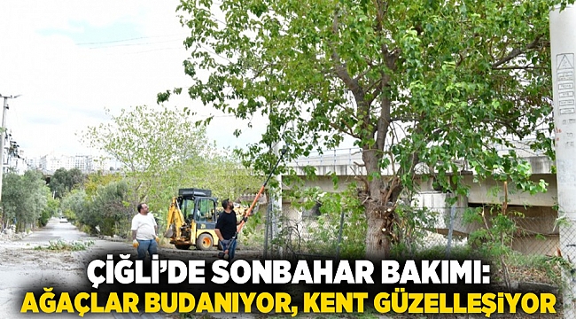 Çiğli’de sonbahar bakımı: Ağaçlar budanıyor, kent güzelleşiyor