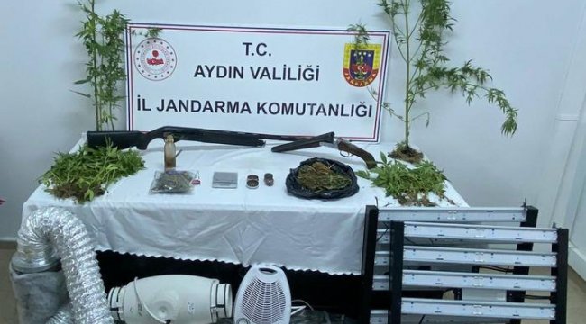 Sera kurup Hint keneviri yetiştirdiler! 2 kişiye gözaltı
