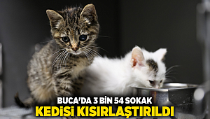 BUCA'DA 3 BİN 54 SOKAK KEDİSİ KISIRLAŞTIRILDI