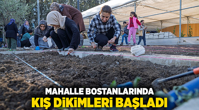 Mahalle bostanlarında kış dikimleri başladı