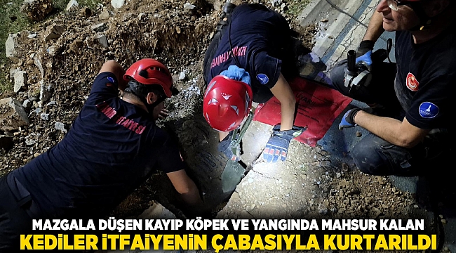 Mazgala düşen kayıp köpek ve yangında mahsur kalan kediler itfaiyenin çabasıyla kurtarıldı