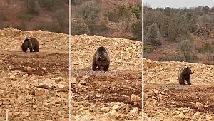 Yol kenarındaki ayıya 'hamsi' ziyafeti verdiler