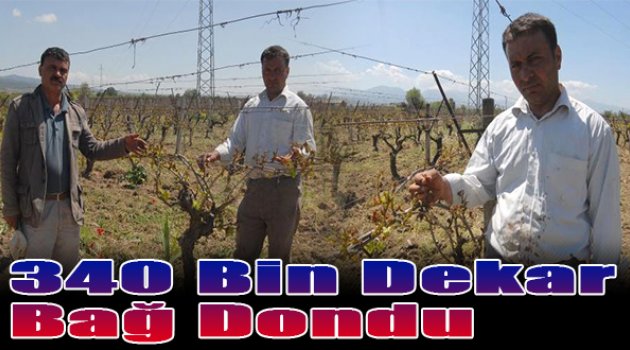 340 bin dekar bağ dondu