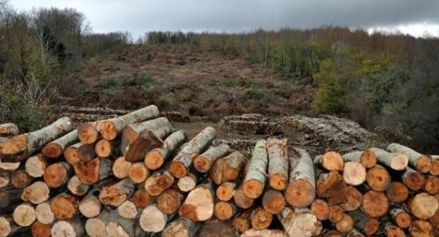 43 bin ağaç kesilecek