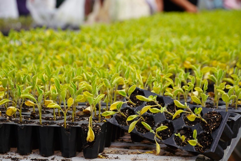 Başkan Denizli üreticilere 50 bin adet fidan dağıttı