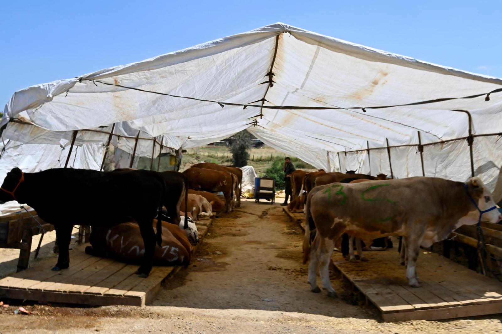 Kurban Bayramına İzmir Hayvan Pazarları Hazır