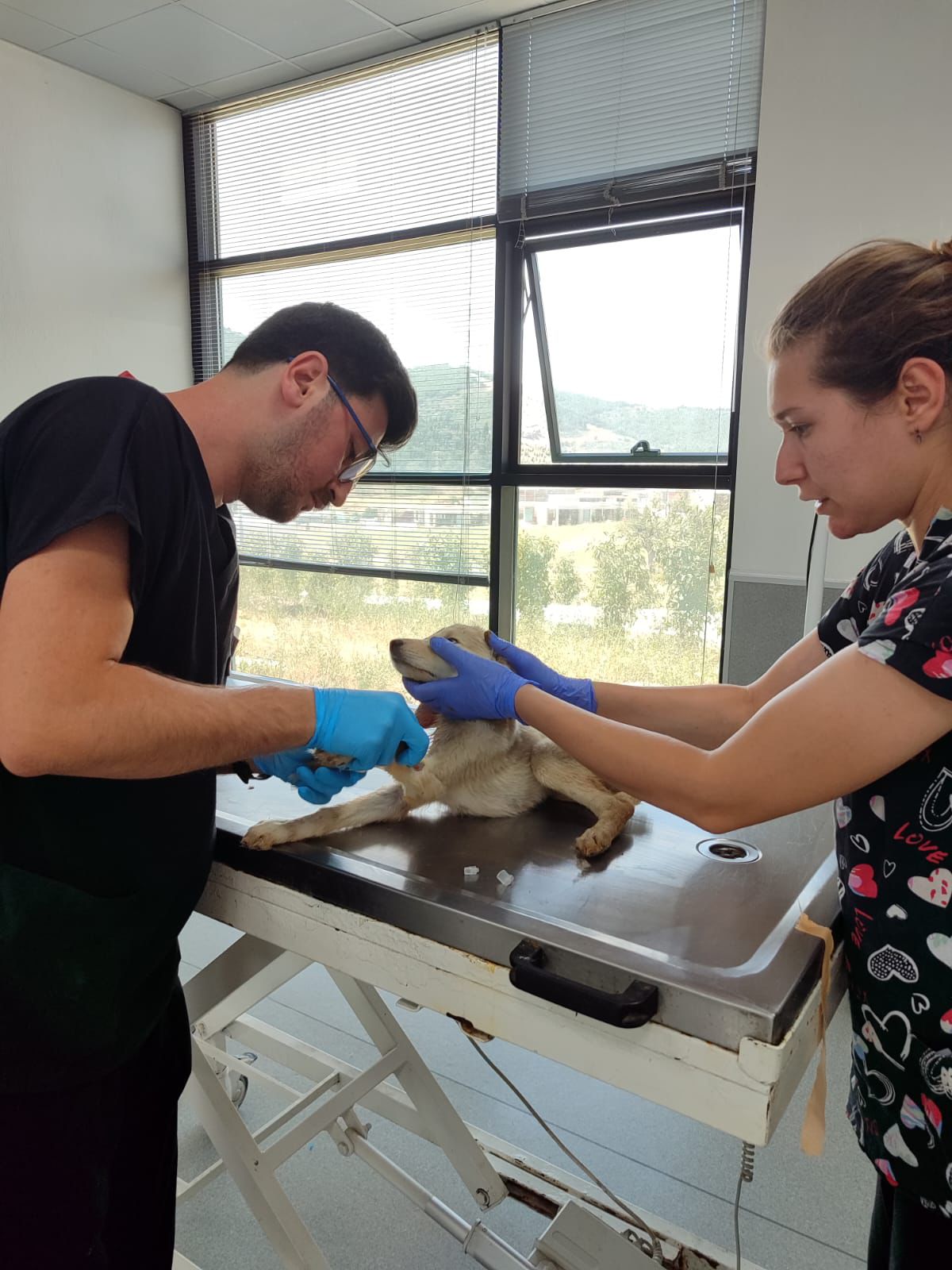 Yangından kurtarılan can dostların bakımı sürüyor