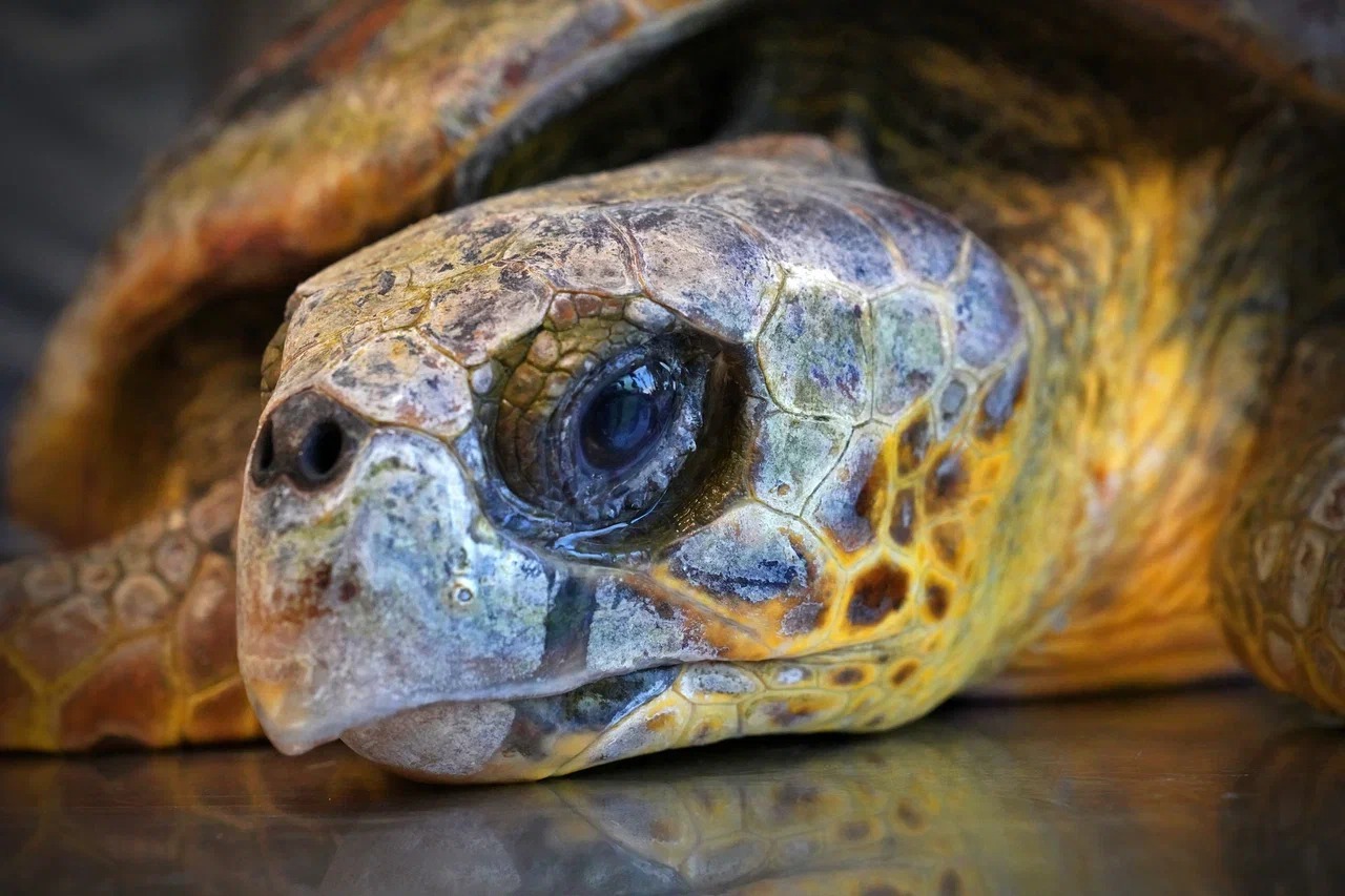 Körfez’deki yaralı Caretta carettaya yardım eli