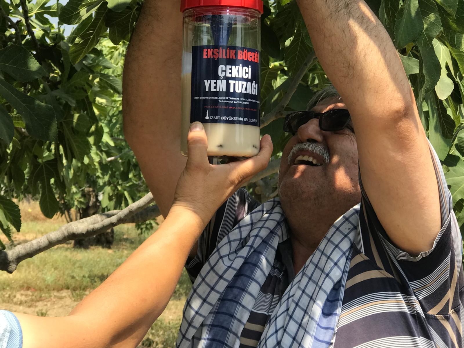 İncirde ekşilik böceği ile doğal mücadele