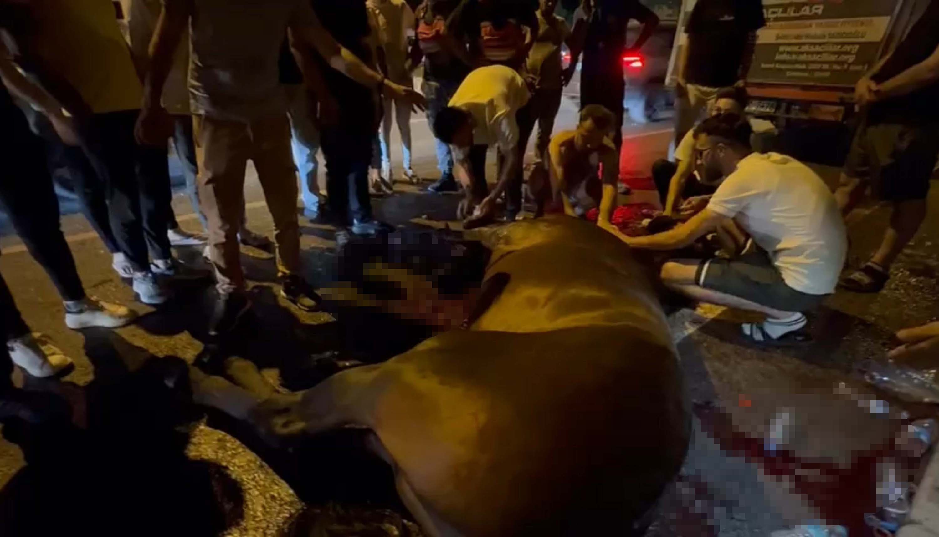 İzmir'de kamyonetten düşen at yaralandı: Sahibi bırakıp kaçtı