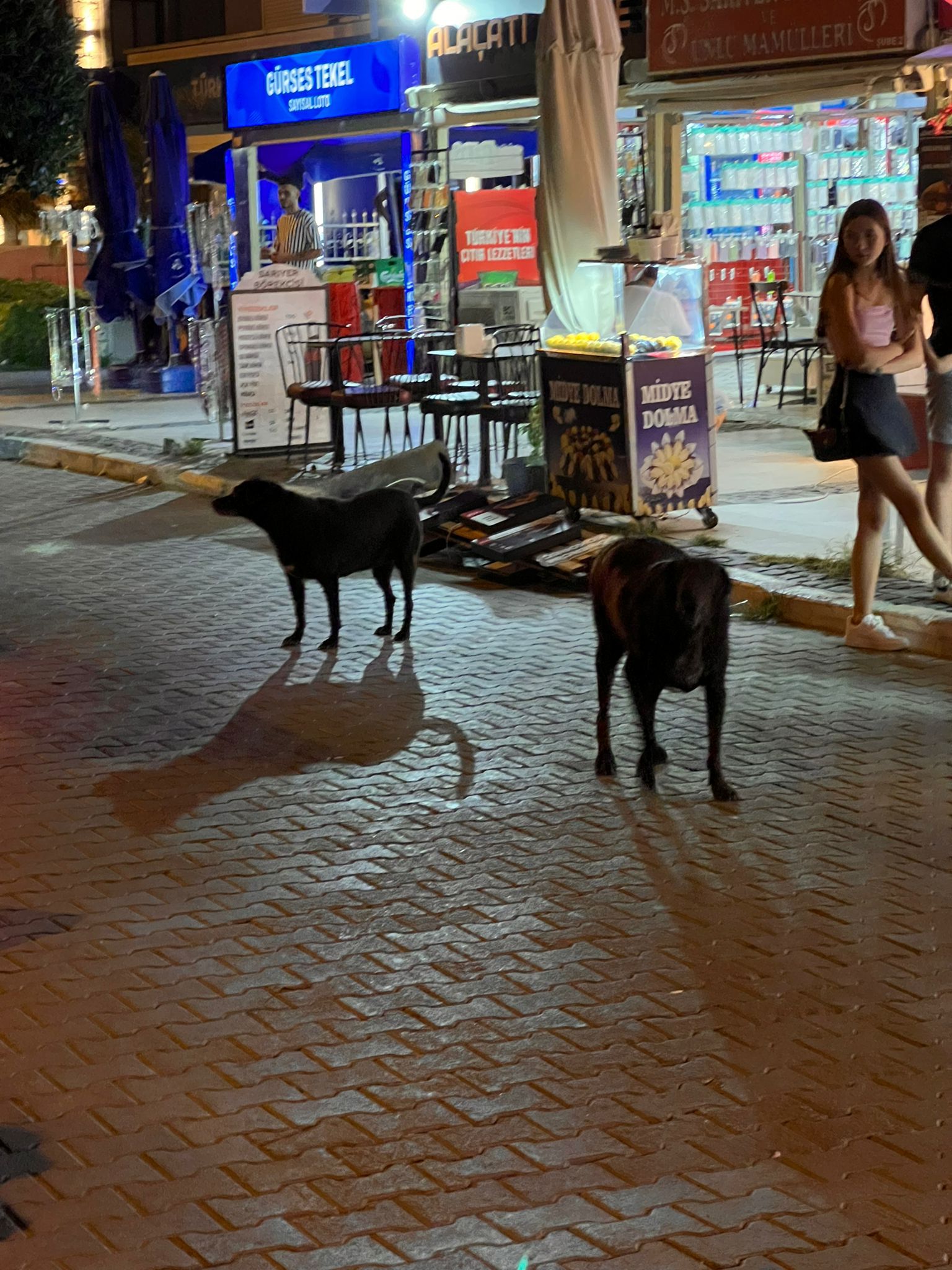 AK Parti Çeşme İlçe Başkanı Özen'den Belediye Başkanı Denizli'ye sokak hayvanları salvosu