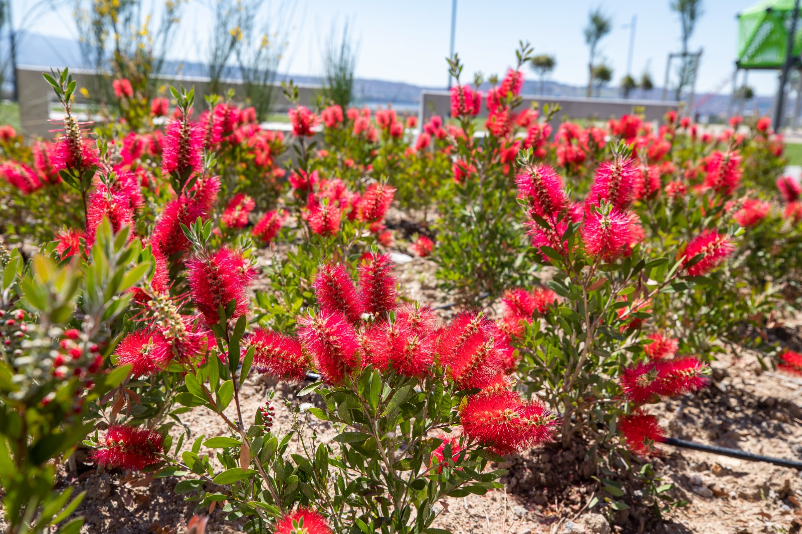 İzmir’in parklarında akıllı sulama dönemi