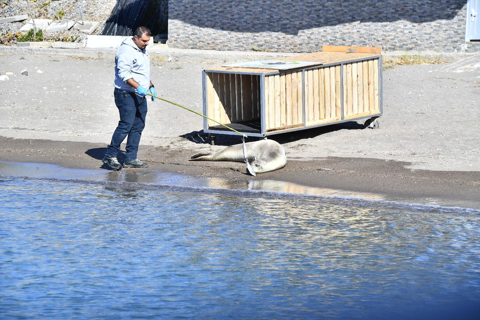 25 bin hayvan kısırlaştırıldı, bin 200’ü sıcak yuvaya kavuştu