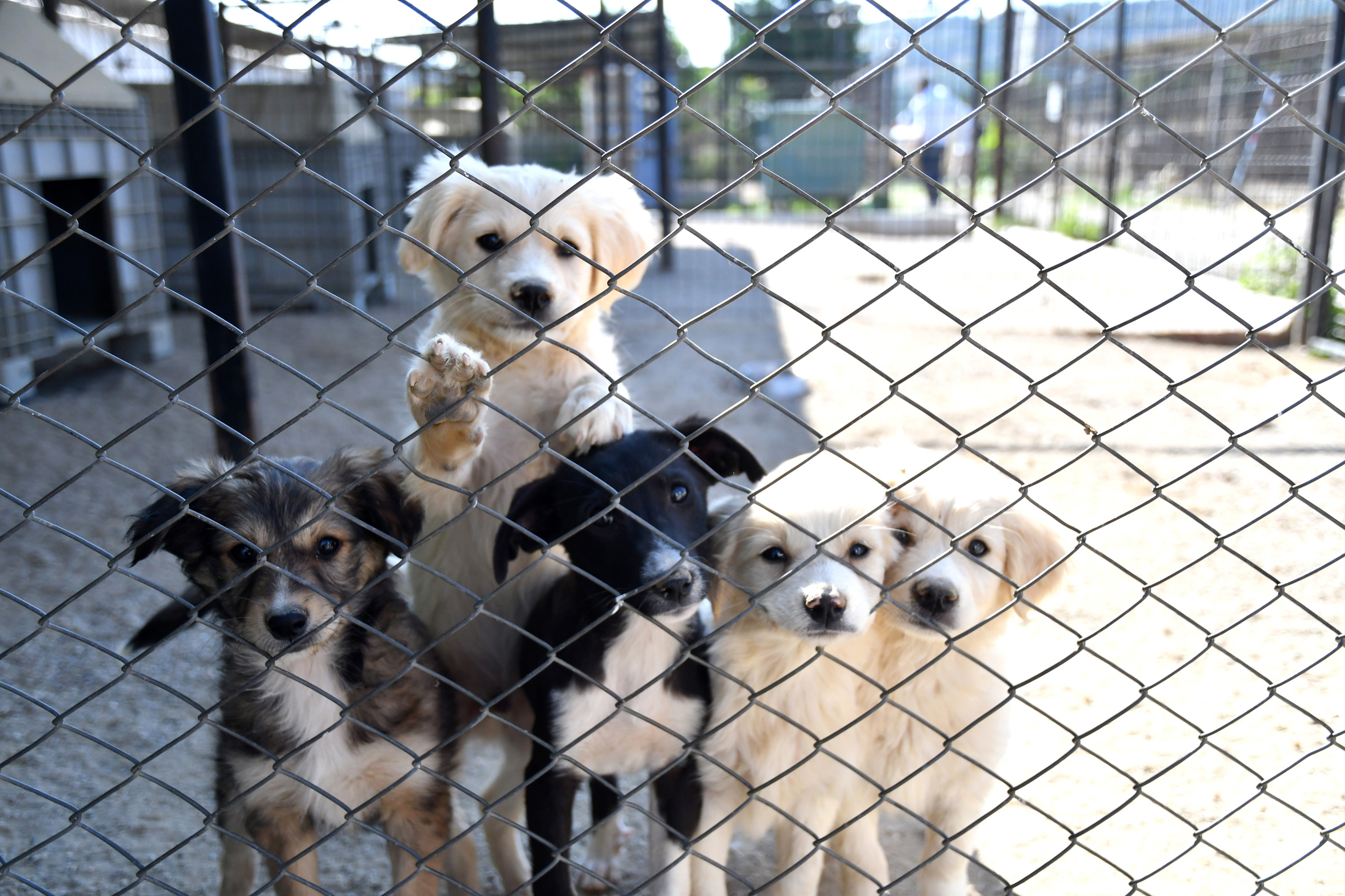 Karabağlar Belediyesi’nden sokak hayvanlarına modern hizmet