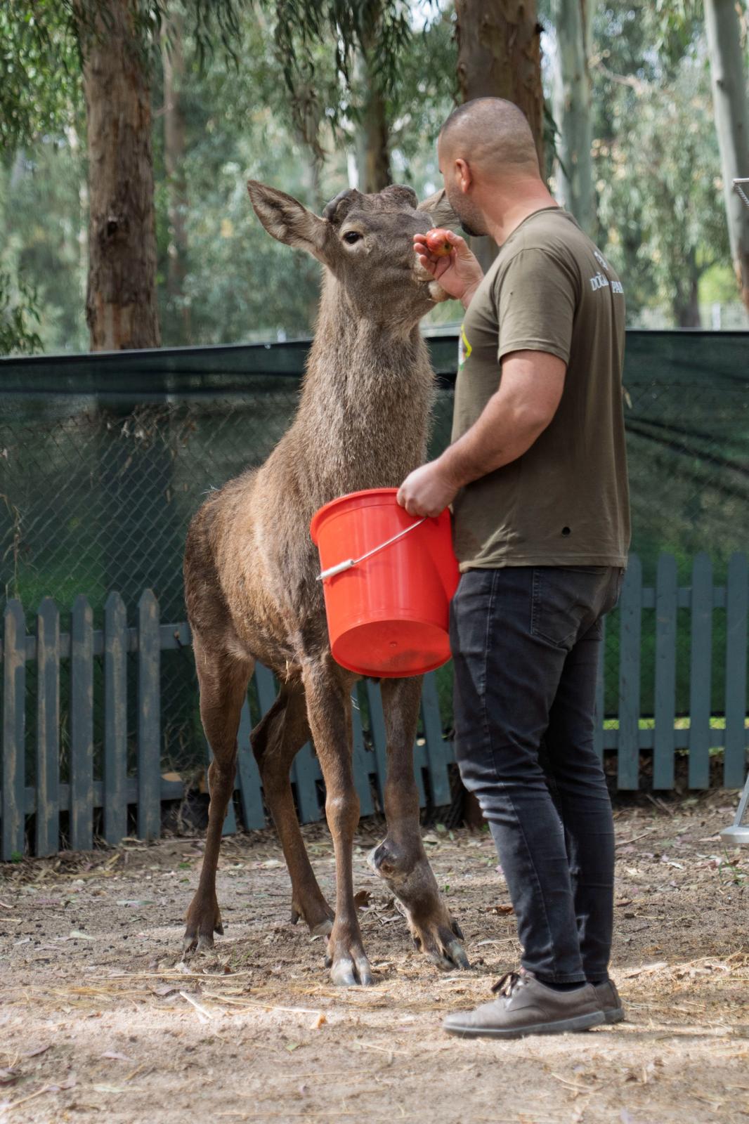 Yaralı olarak fabrikaya sığınan geyik emin ellerde