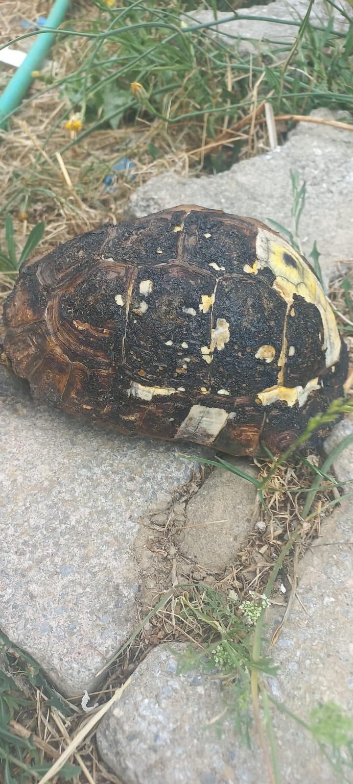 İzmir’de yangın ve fırtına teyakkuzu