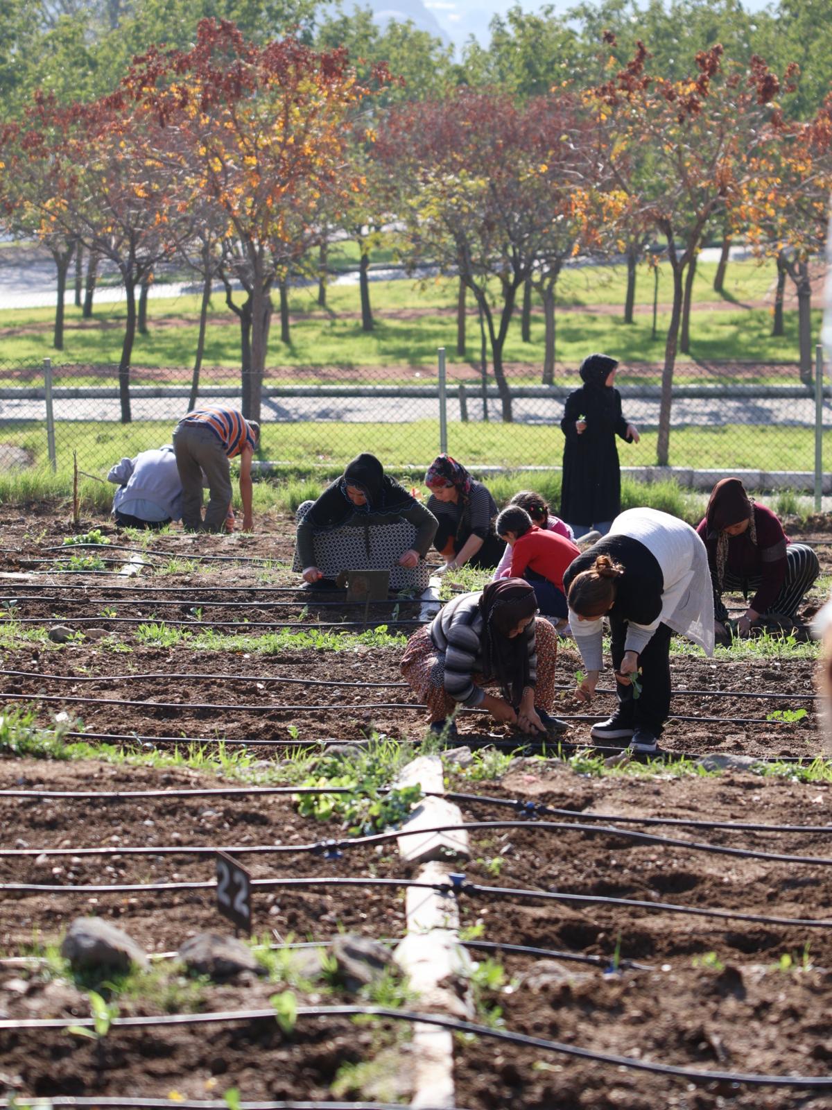 Mahalle bostanlarında kış dikimleri başladı
