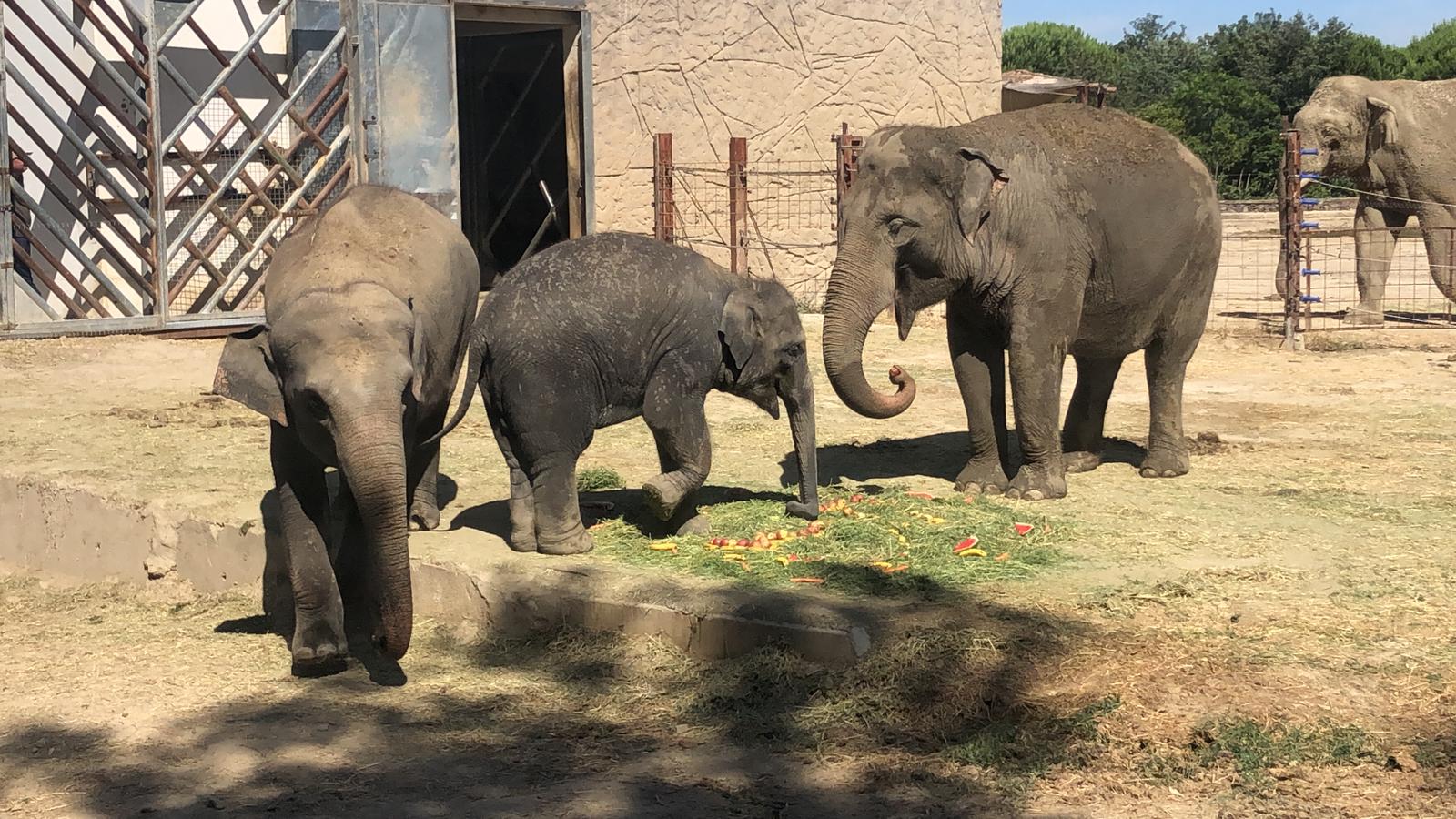 Ege fil için doğum günü sürprizi yapıldı