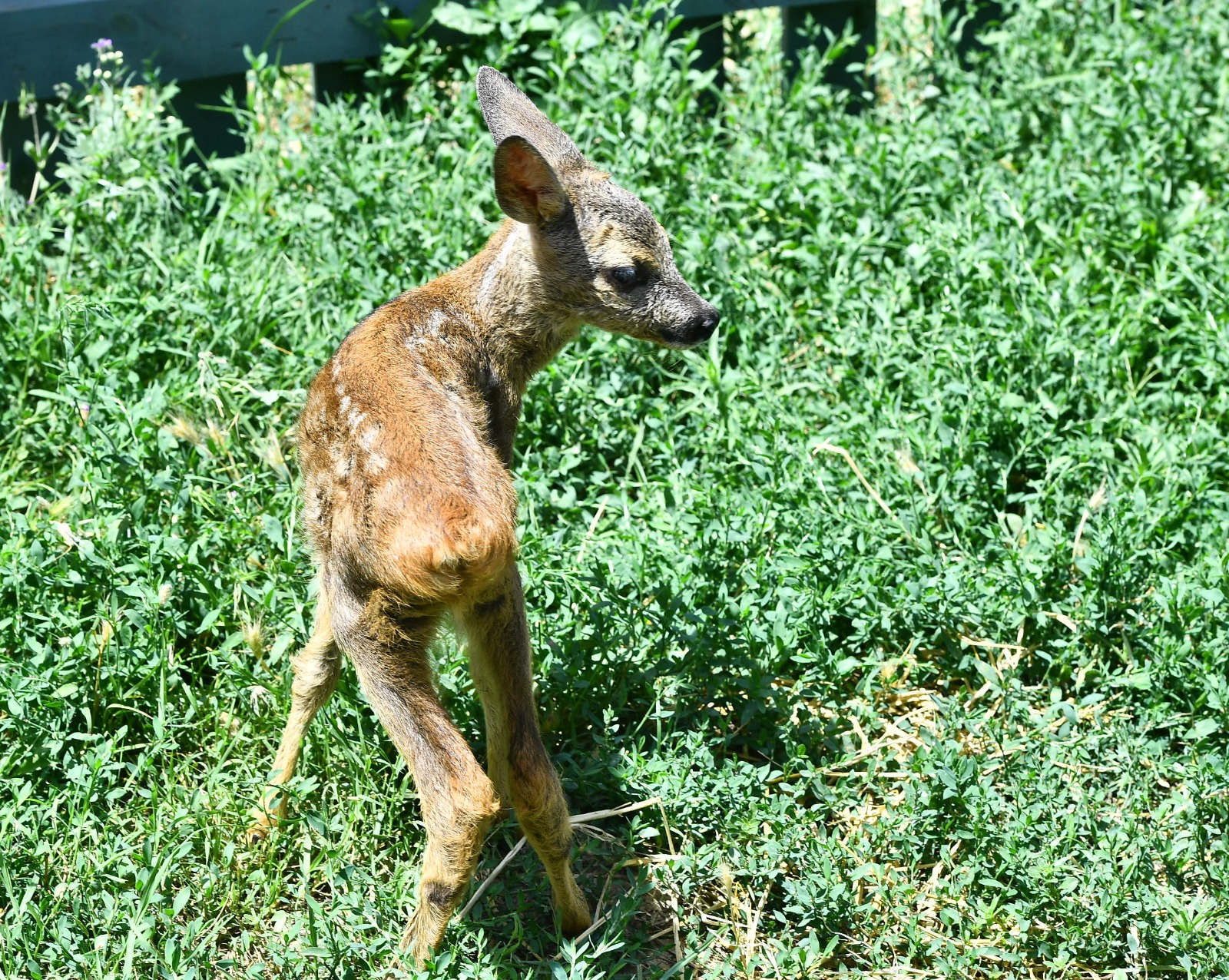 Yavru karacaya anne şefkati Doğal Yaşam Parkı'nın sevimli misafiri biberonla besleniyor