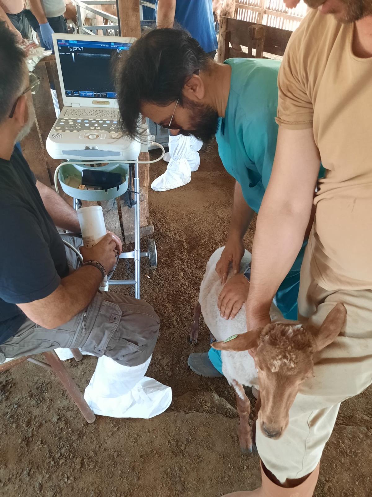 Nesli tükenmekte olan Kaçeli koyunları için proje