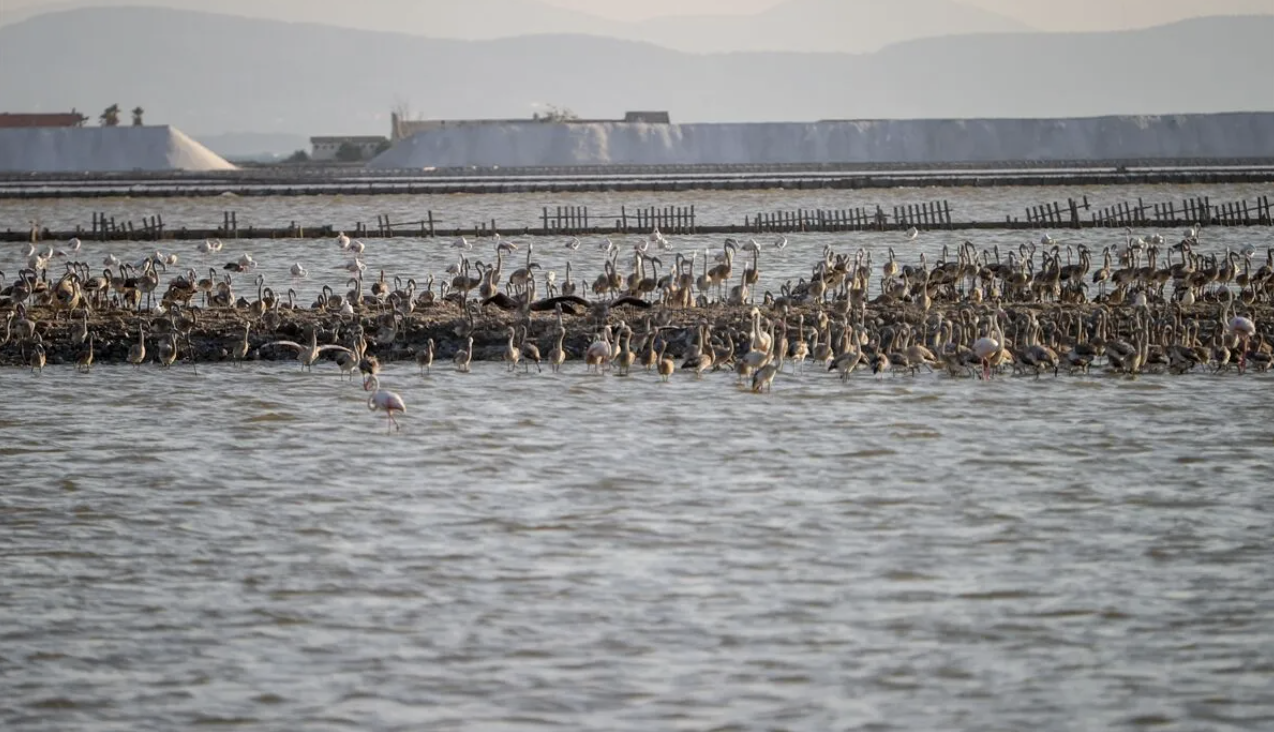 Flamingo adasındaki yeni sakinler, kıtalararası uçuş için hazırlıklarını tamamlıyor