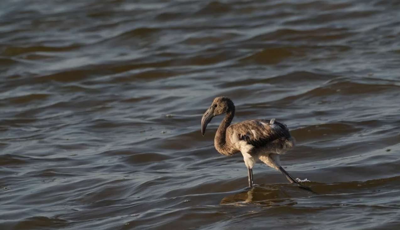 Flamingo adasındaki yeni sakinler, kıtalararası uçuş için hazırlıklarını tamamlıyor