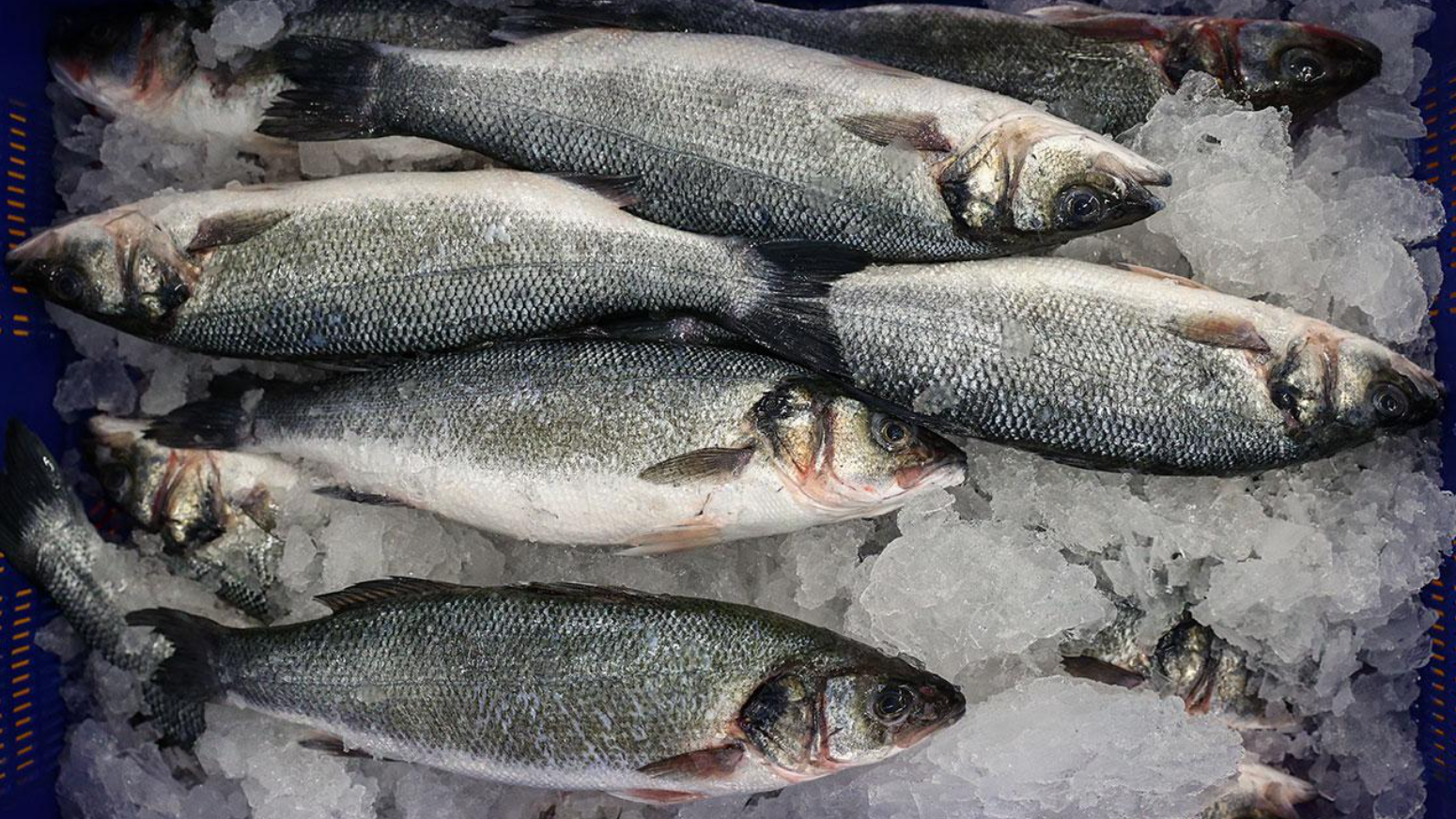 Su ürünleri ihracatı 227 milyon dolara yükseldi