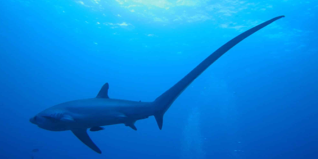 Çeşme'de yapılan balıkçılık turnuvasına köpek balığı sürprizi