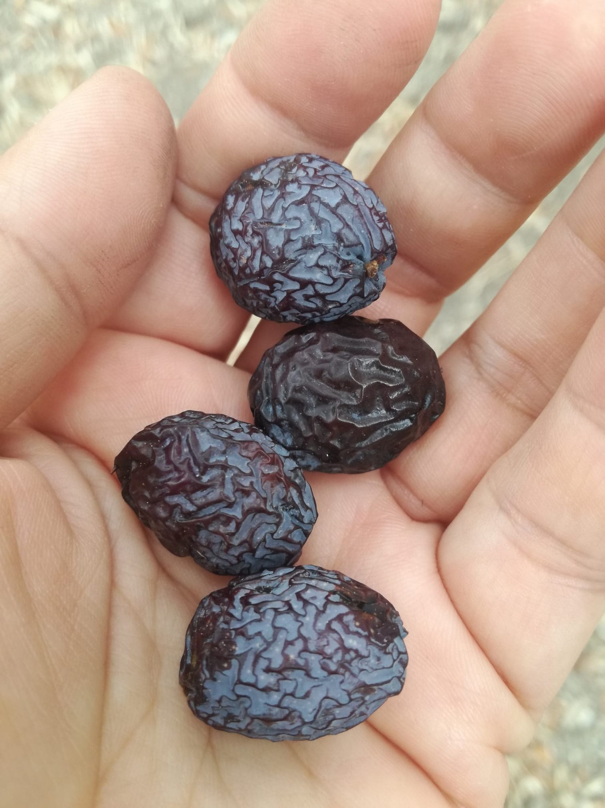 KARABURUN’DA ‘FURMA’ RESMEN MARKA OLDU