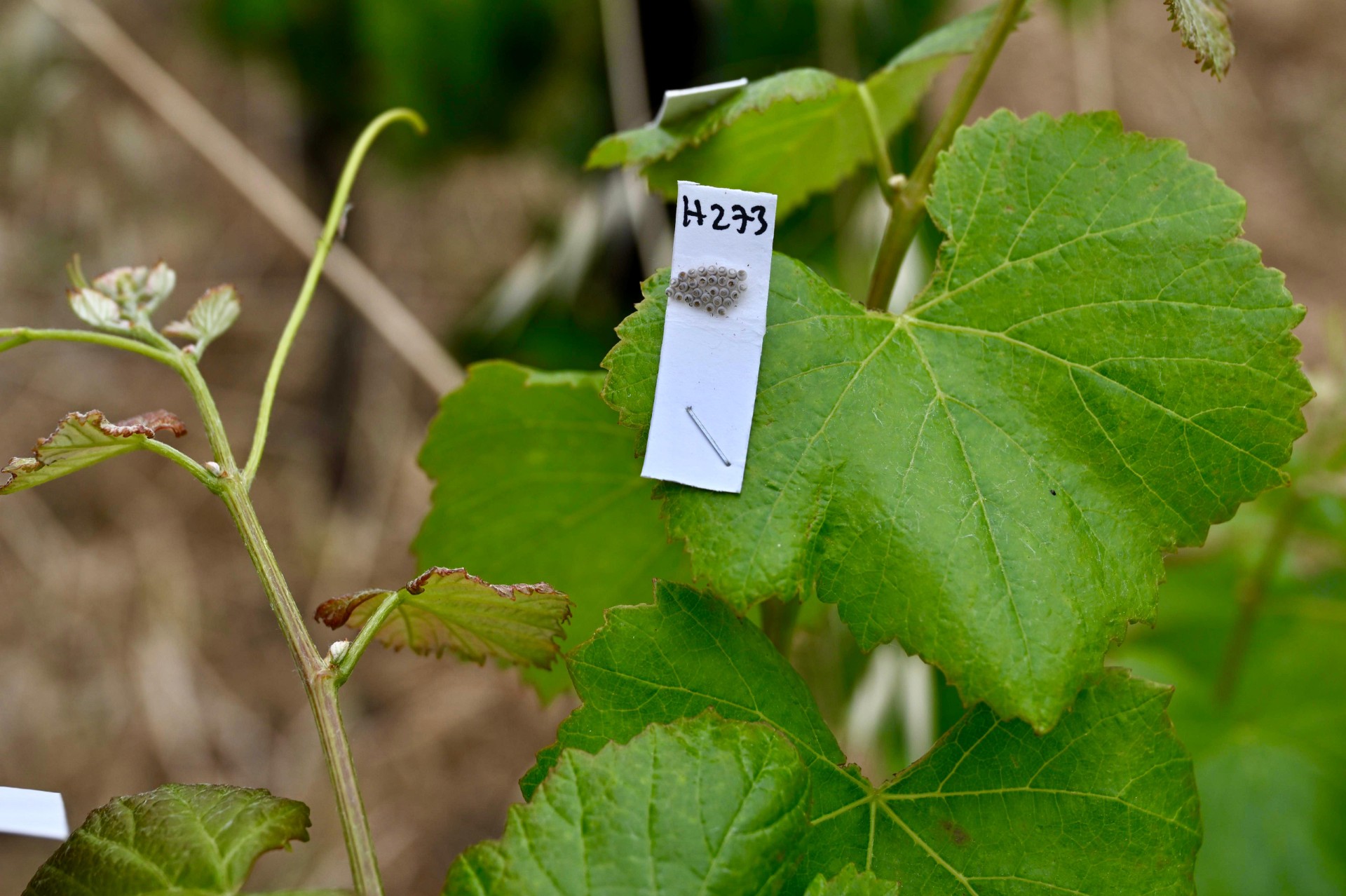 İzmir'de kahverengi kokarca'ya biyolojik savaş açıldı