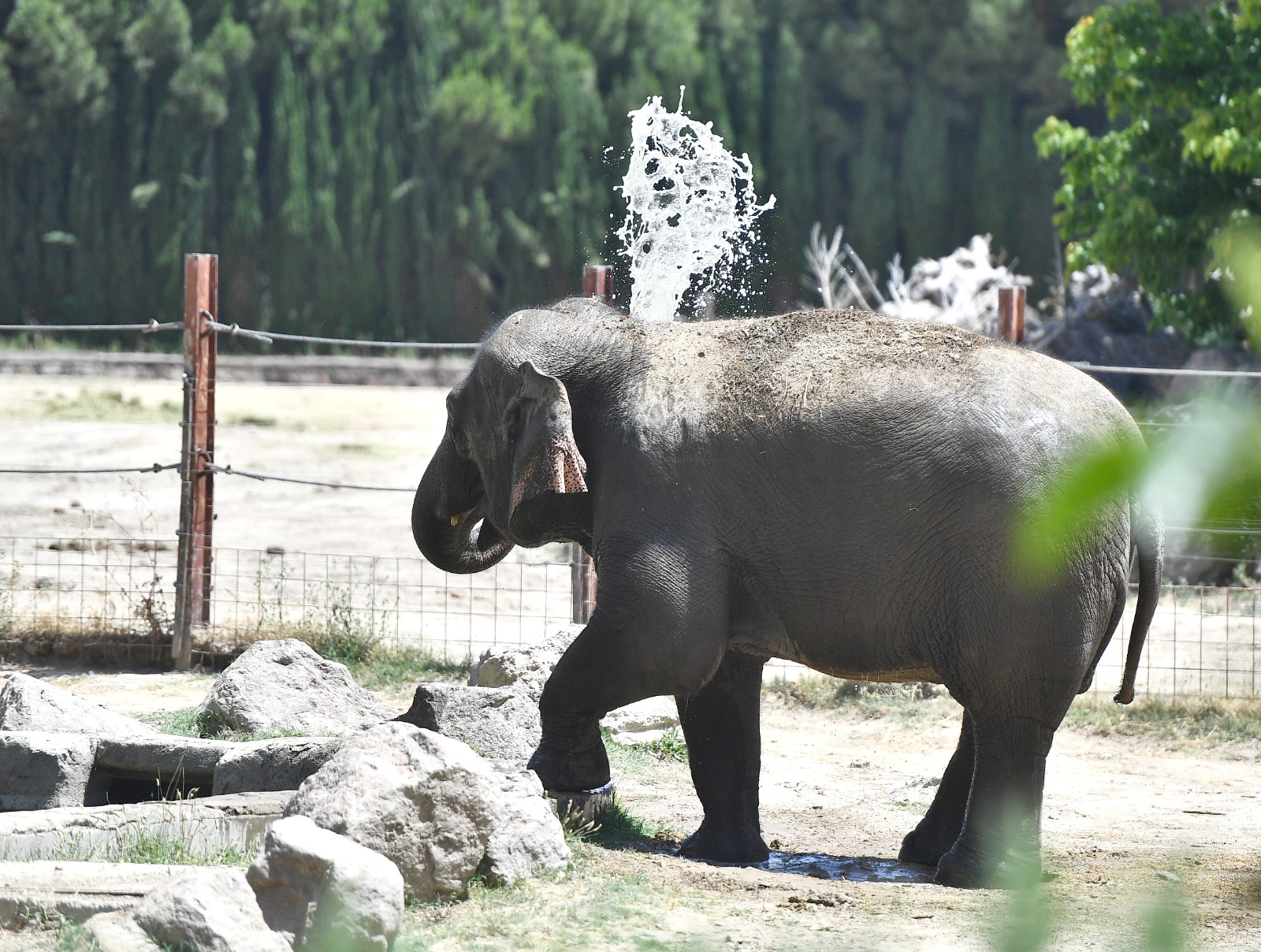 Doğal Yaşam Parkı sakinlerini serinleten menü