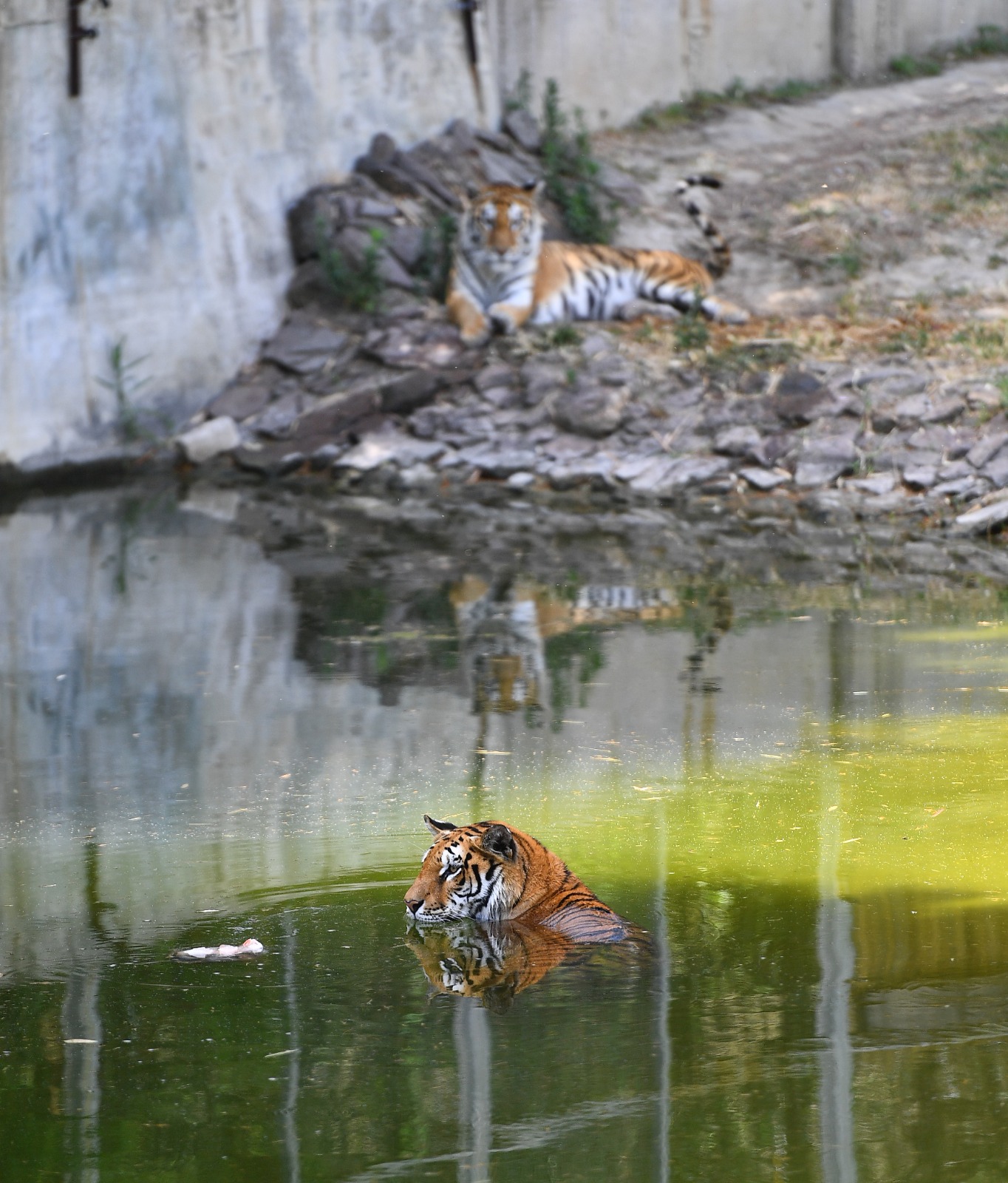 Doğal Yaşam Parkı sakinlerini serinleten menü