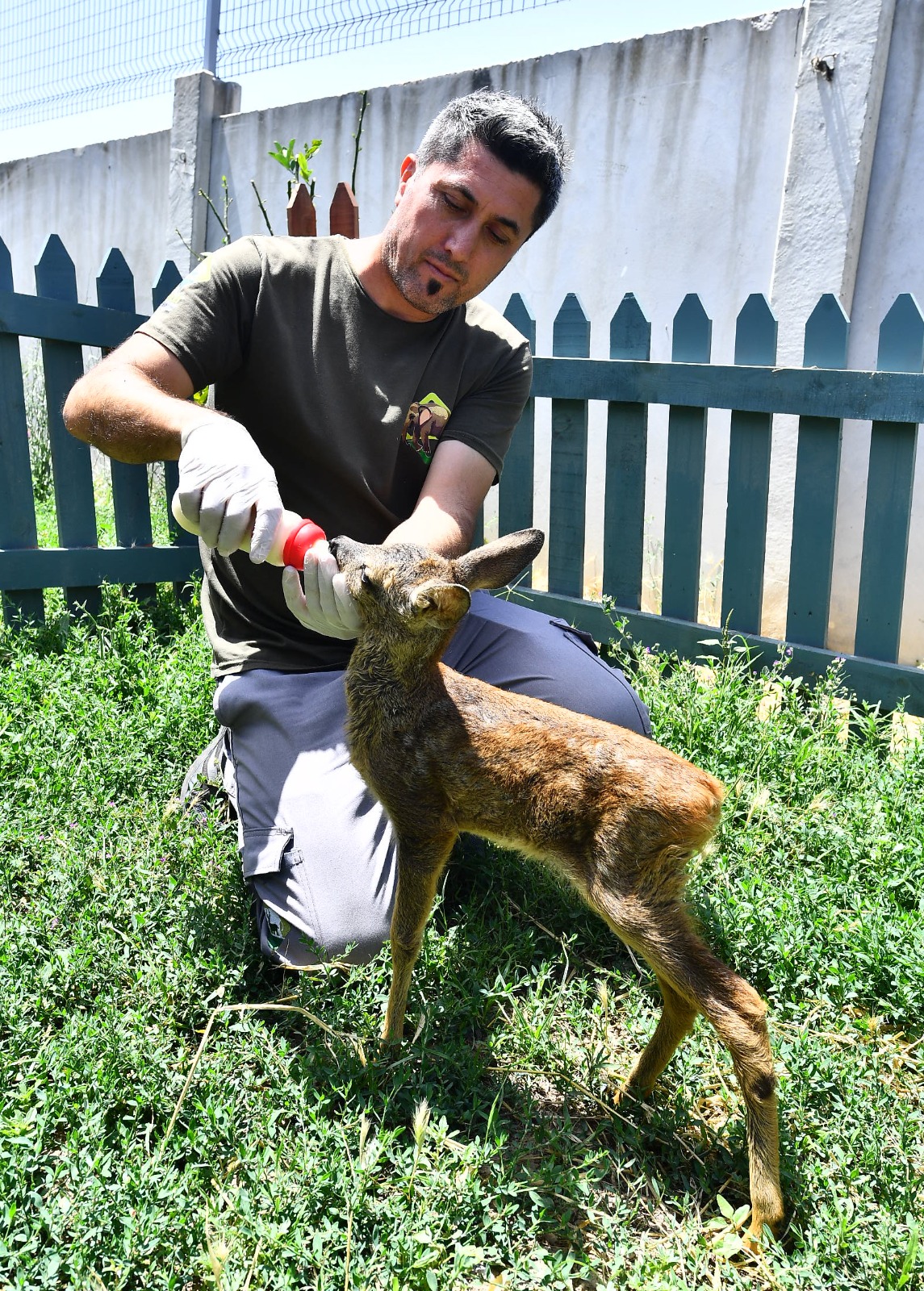 Yavru karacaya anne şefkati Doğal Yaşam Parkı'nın sevimli misafiri biberonla besleniyor