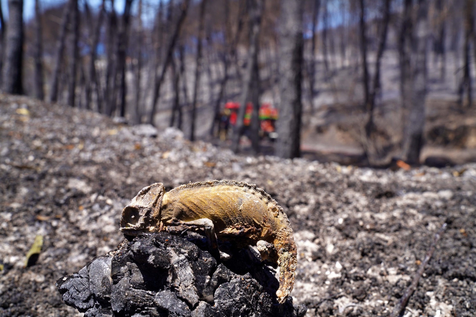 İzmir’in ateş savaşçıları ağaçlar için nöbette