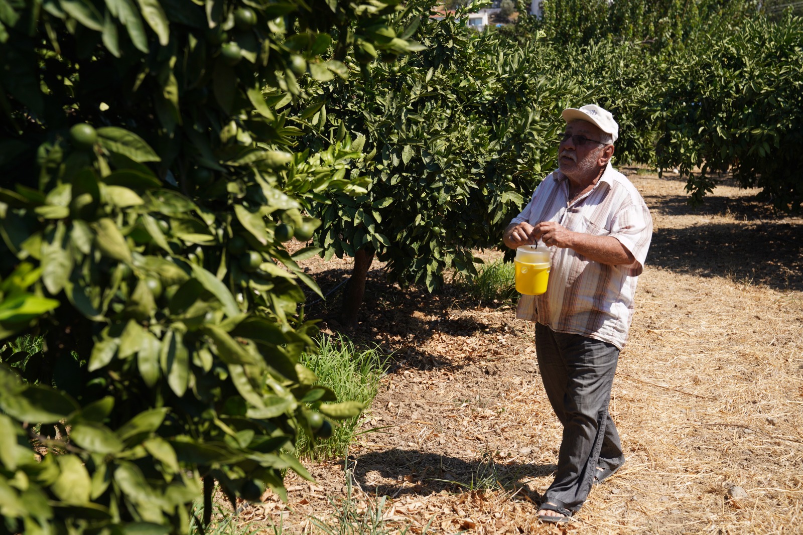 Karaburun'da narenciye kalitesi artıyor